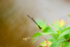 Prodasineura verticalis