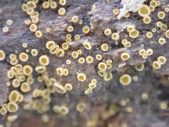 Arachnopeziza trabinelloides