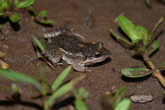 Leptodactylus latinasus