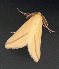 Rhodometra sacraria