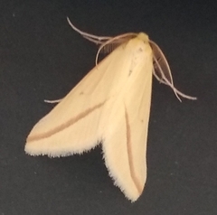 Rhodometra sacraria