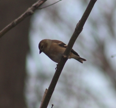 Spinus tristis