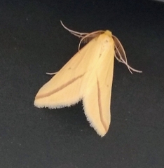 Rhodometra sacraria