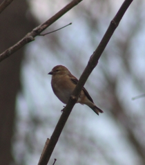 Spinus tristis