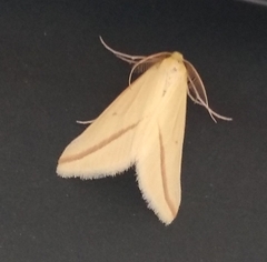 Rhodometra sacraria