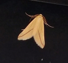 Rhodometra sacraria