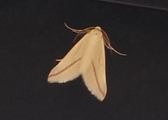 Rhodometra sacraria