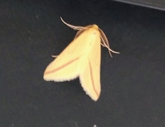Rhodometra sacraria