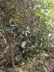 Glochidion billardierei