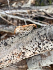 Neofavolus americanus