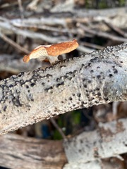 Neofavolus americanus