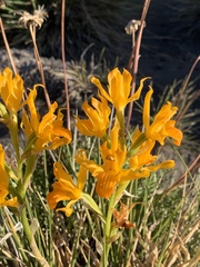 Chloraea alpina