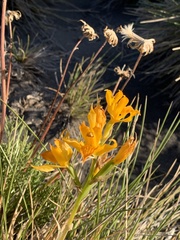 Chloraea alpina