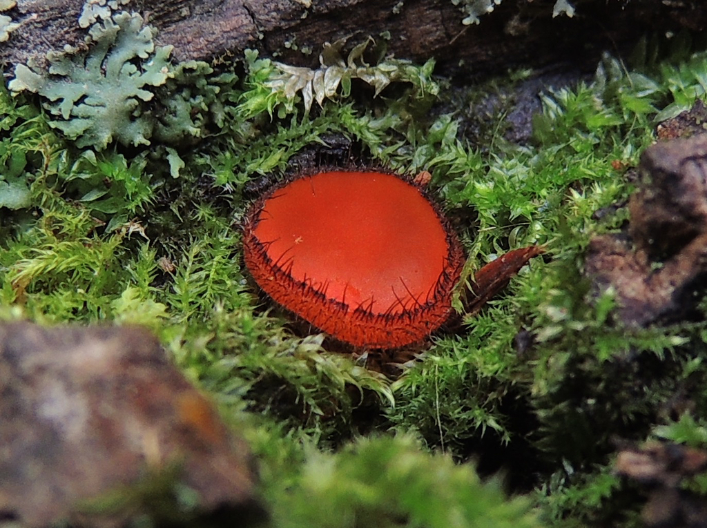Common Eyelash