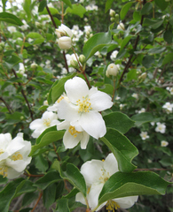 Philadelphus lewisii