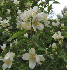 Philadelphus lewisii
