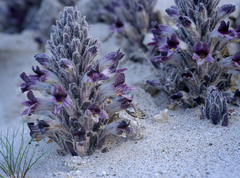 Aphyllon cooperi