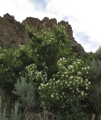 Philadelphus lewisii