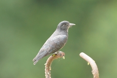 Chelidoptera tenebrosa