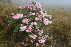 Rhododendron pseudochrysanthum