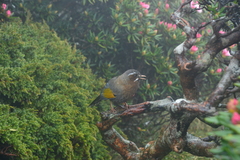 Trochalopteron morrisonianum