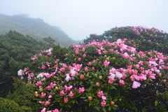 Rhododendron pseudochrysanthum
