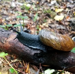 Macrocyclis peruvianus