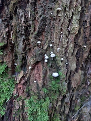 Marasmiellus candidus