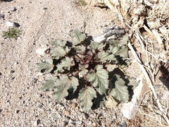 Phacelia campanularia