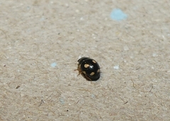 Hyperaspis festiva