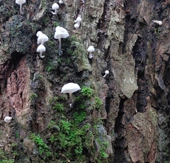 Marasmiellus candidus