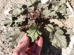 Phacelia campanularia