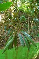 Cordyline