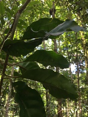 Oxera subverticillata