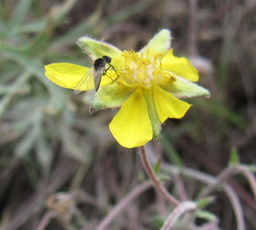 Featherleaf Cinquefoil (Potentilla multisecta)