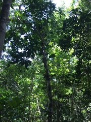 Oxera subverticillata