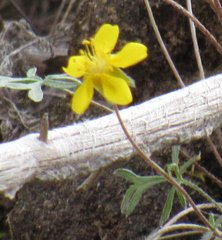 Potentilla multisecta