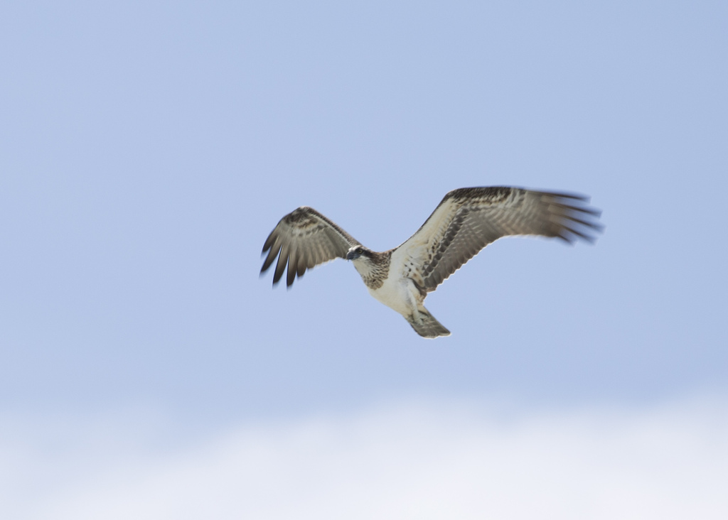 Pandion cristatus