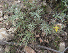 Potentilla multisecta