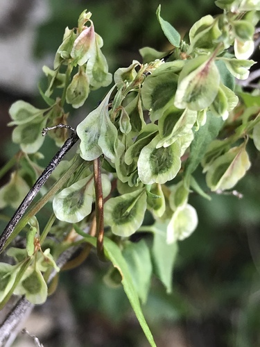 Pelėvirkštis nuotrauka