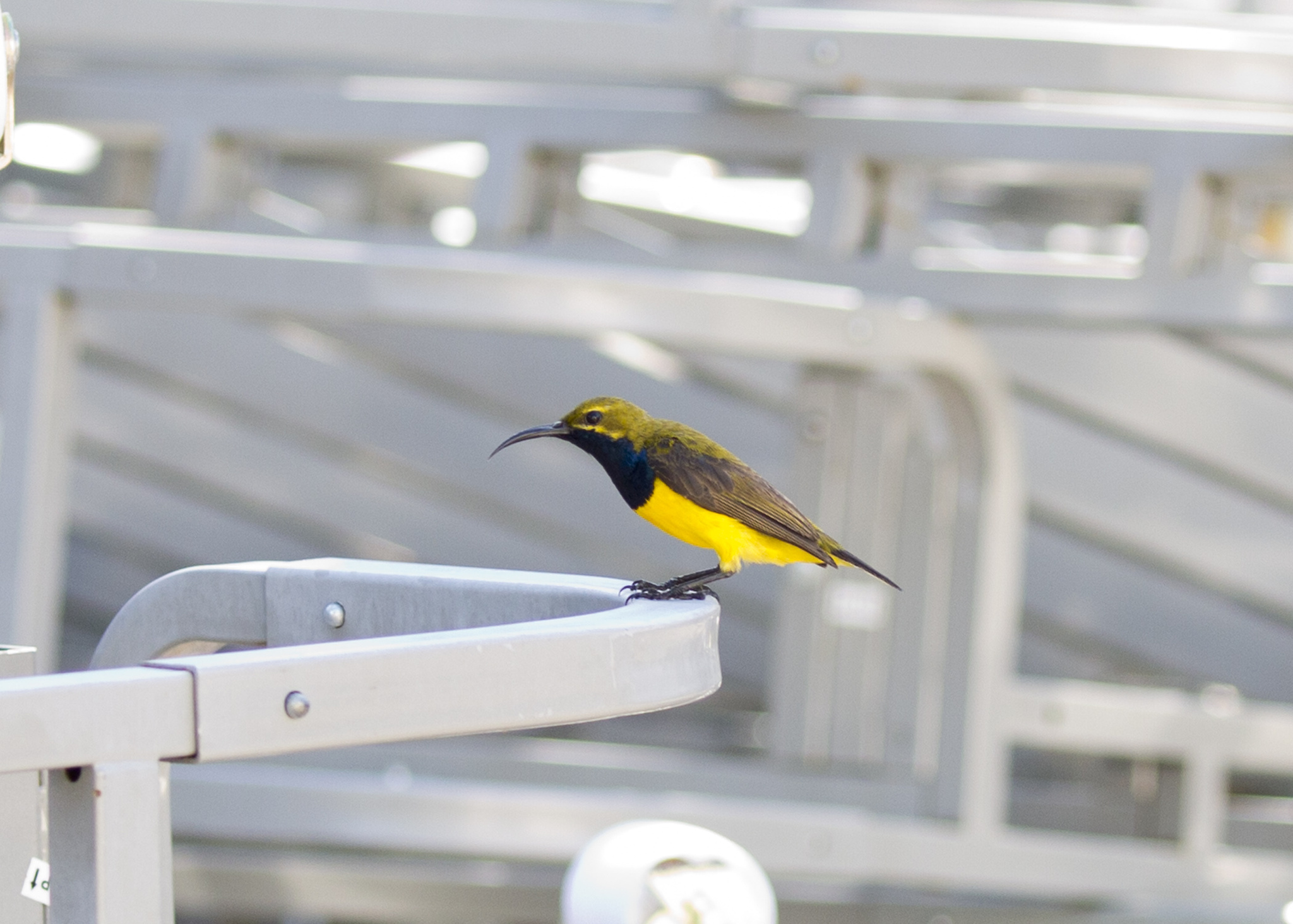 Sahul Sunbird illustration