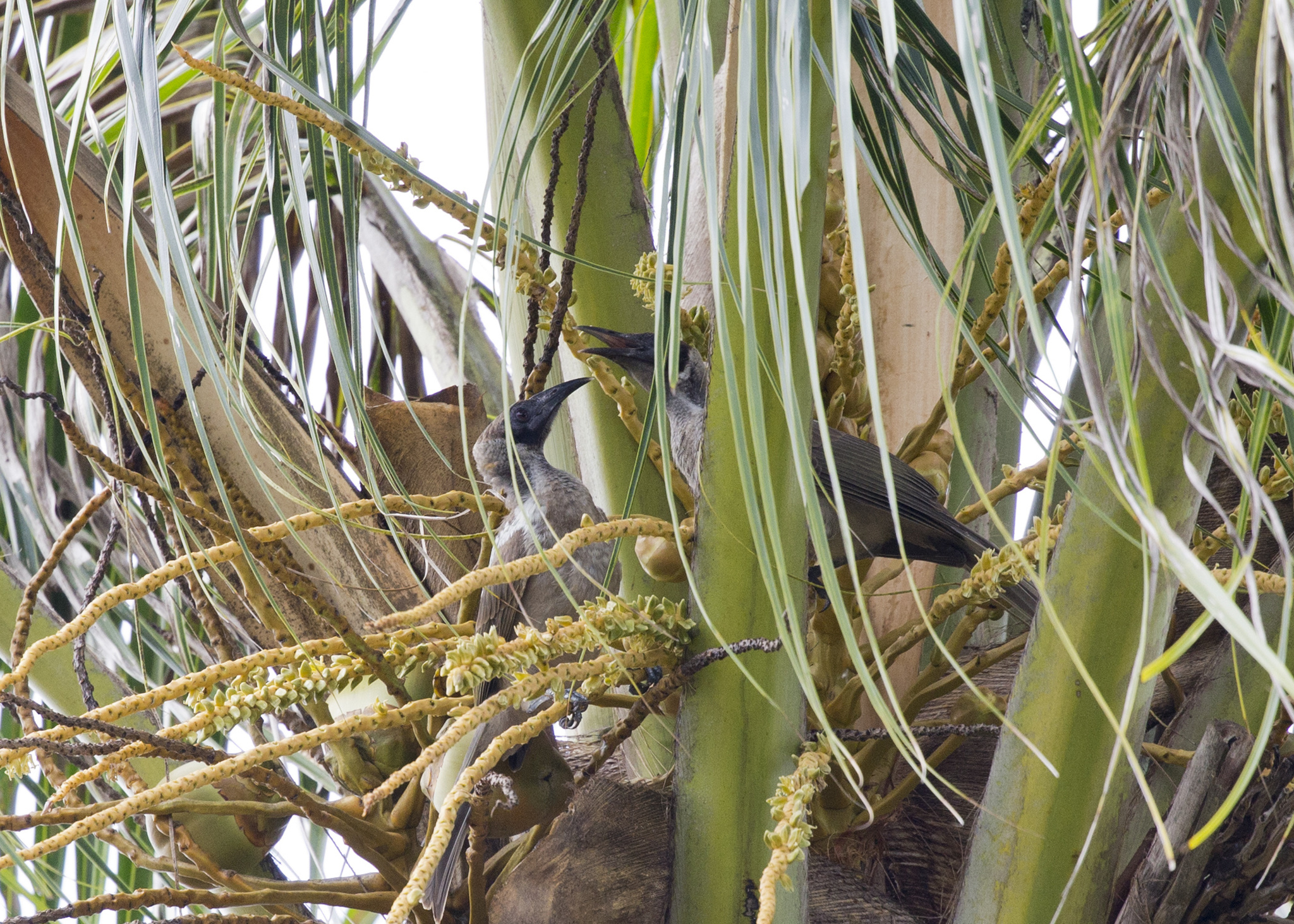 Little Friarbird illustration