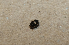 Hyperaspis festiva