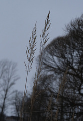 Calamagrostis epigejos