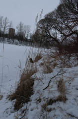 Calamagrostis epigejos