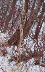Calamagrostis epigejos
