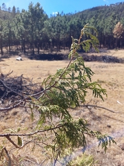 Juniperus flaccida