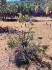 Juniperus flaccida