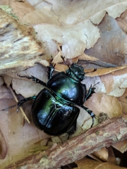 Anoplotrupes stercorosus