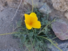 Eschscholzia papastillii